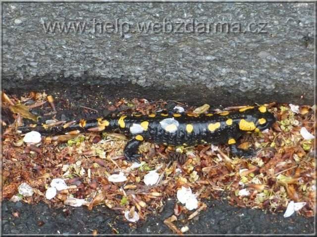 salamandra