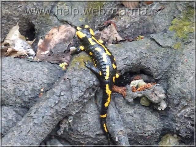 salamandra2
