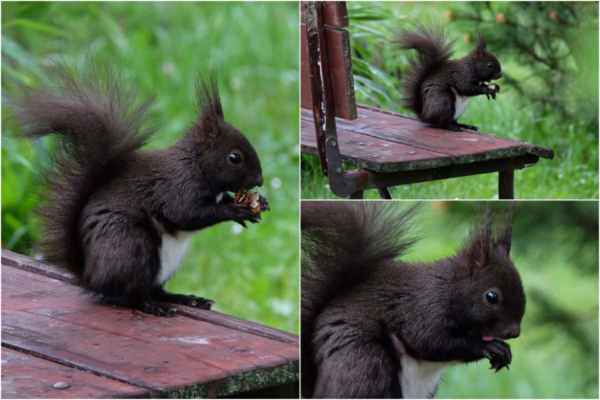 Aby měla postřejší stravu, tak jí občas někam položíme kousky ořechů - ty má moc ráda. Když domlsá, způsobně si olízne pacičky růžovým jazýčkem.