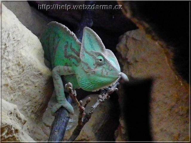 chameleon