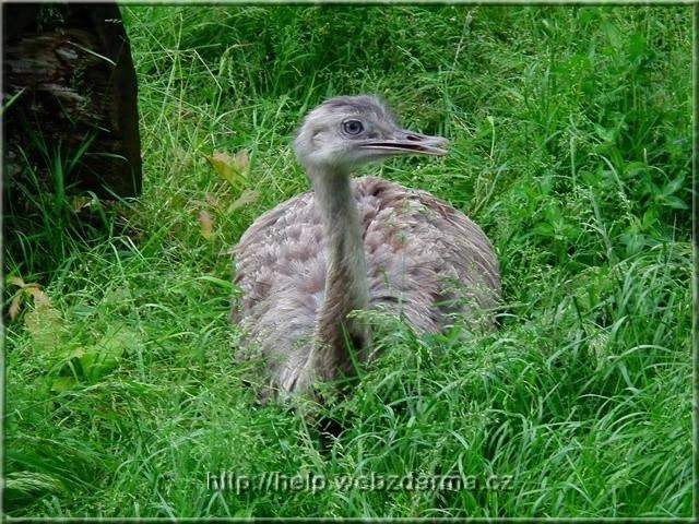 emu
