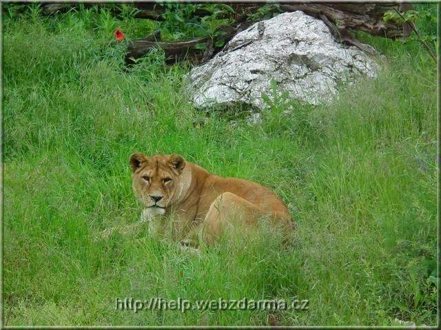 levica