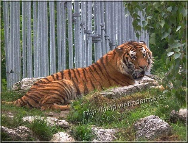 tyger01