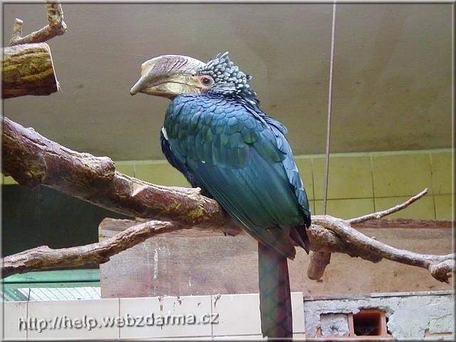 zoborozec