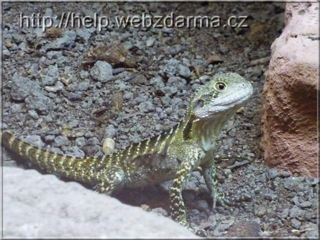 agama