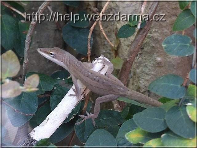 anolis