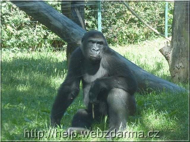 gorila