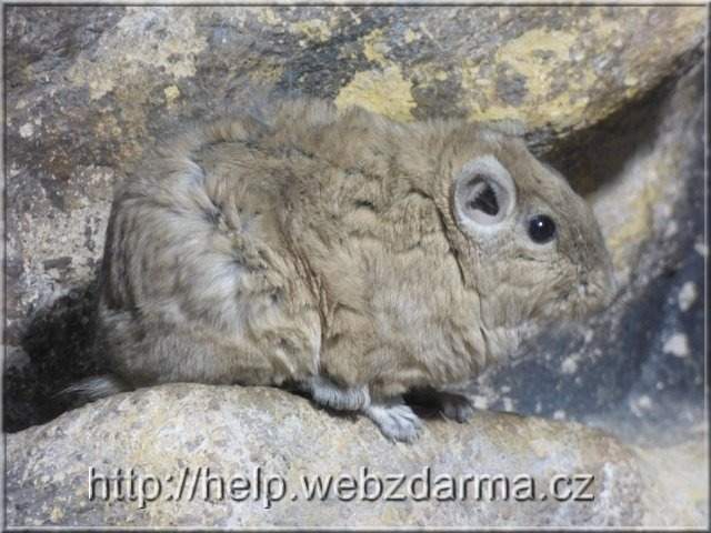 gundi