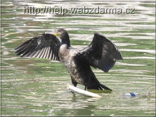 kormoran