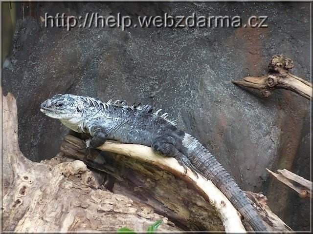 leguan