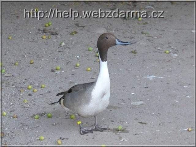 vtak1