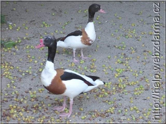 vtak3