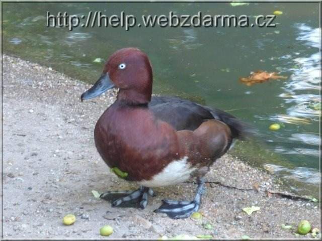 vtak4
