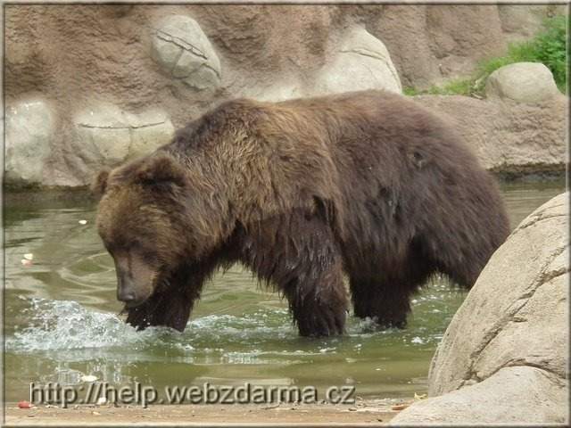 medved2