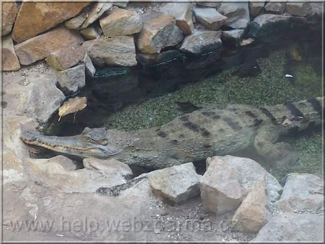 krokodil