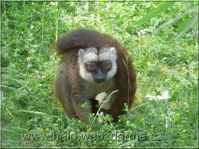 lemur bc