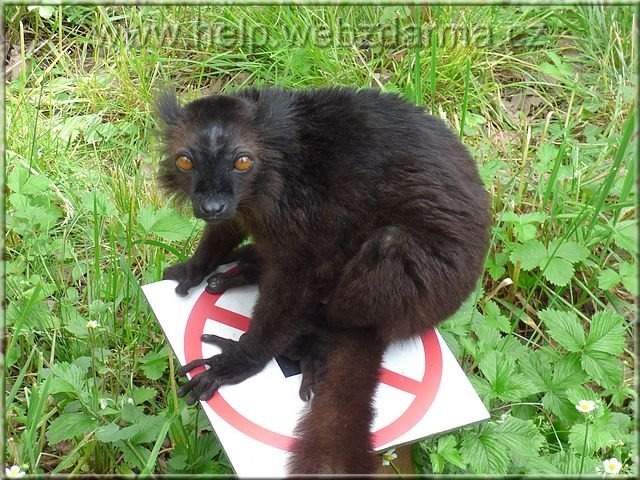 lemur tm