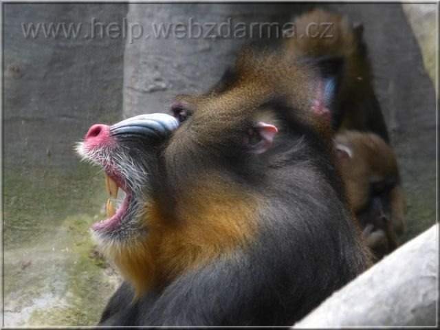 mandril