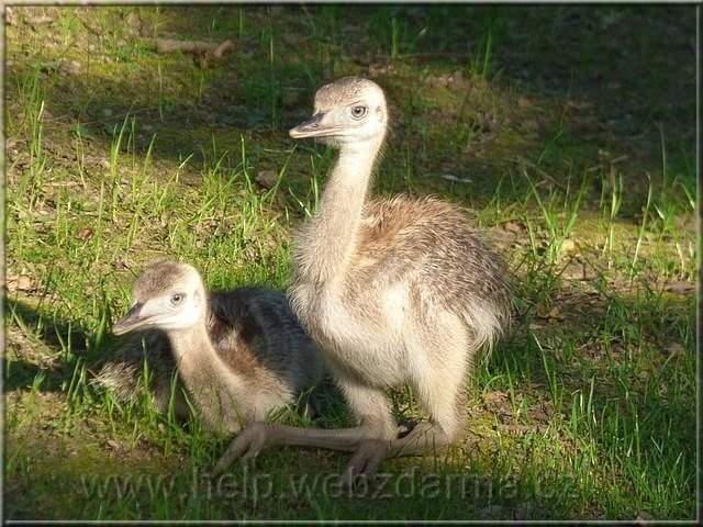 nandu