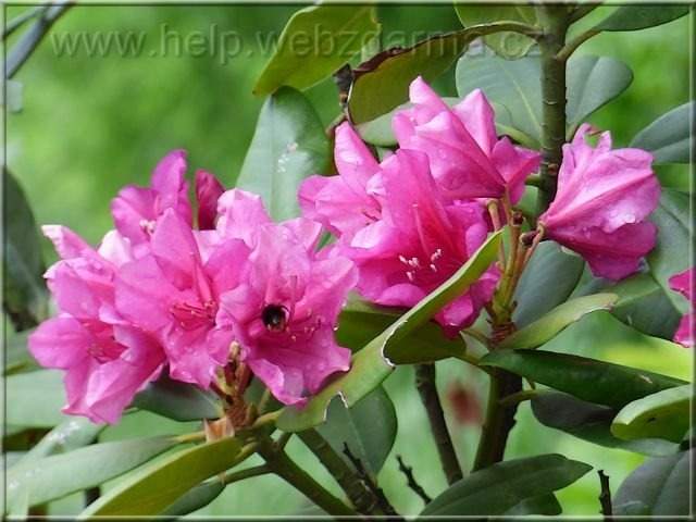 rododendron1
