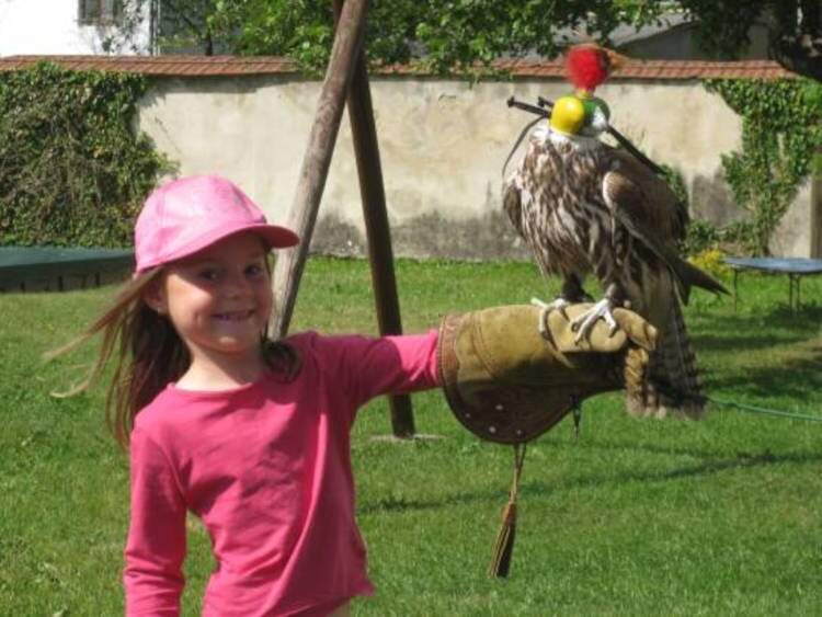 Dravci a sovy