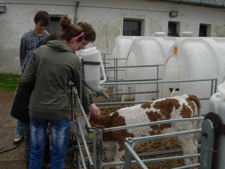 Návštěva velkokapacitního kravína