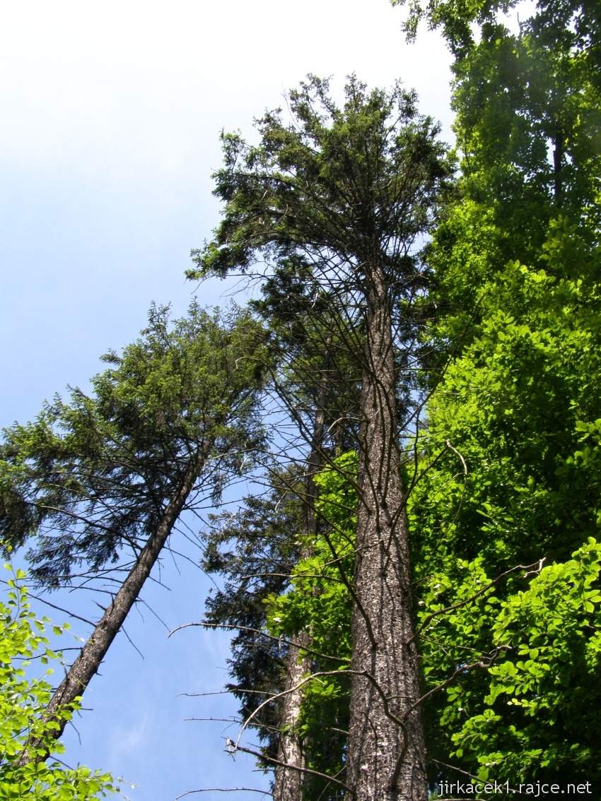 036 - cesta od studánky ke studánce - strom na kterém pták oškubával svoji kořist