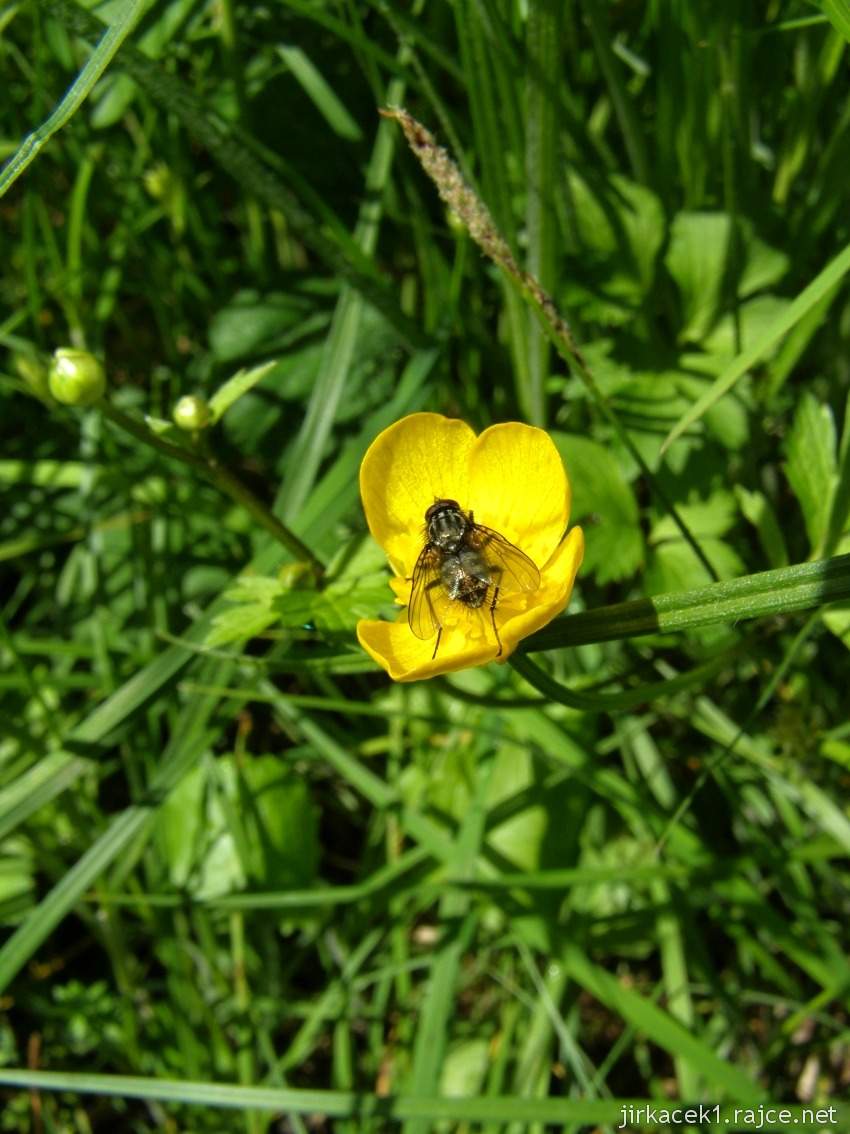 044 - cesta od studánky ke studánce - květena u asfaltky - Blatouch bahenní s mouchou