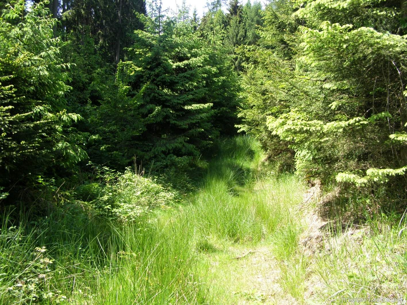 066 - od Lvích hlav cestou necestou - zarostlá cesta na začátku lesa