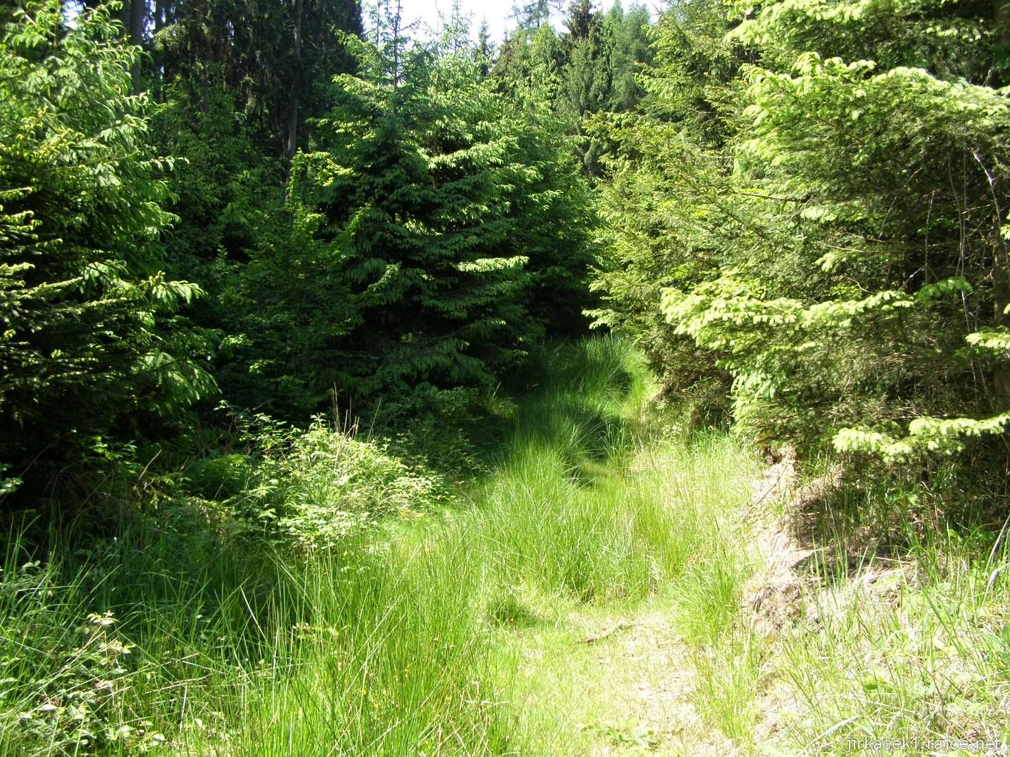 066 - od Lvích hlav cestou necestou - zarostlá cesta na začátku lesa