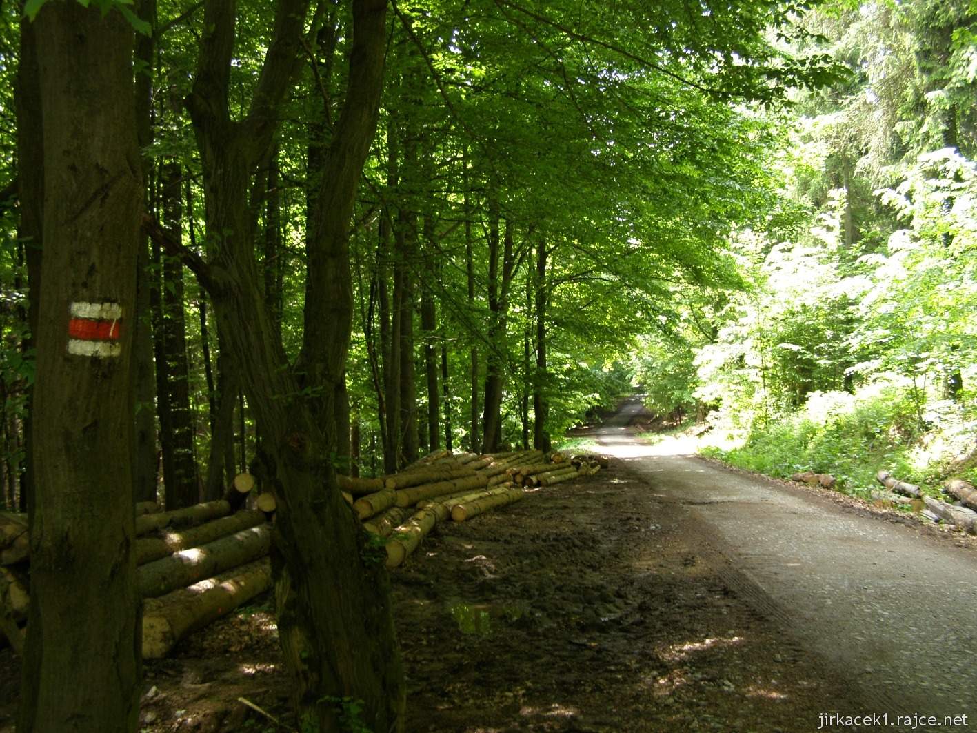 077 - hlavní cesta na Brdo - kmeny u cesty po červené