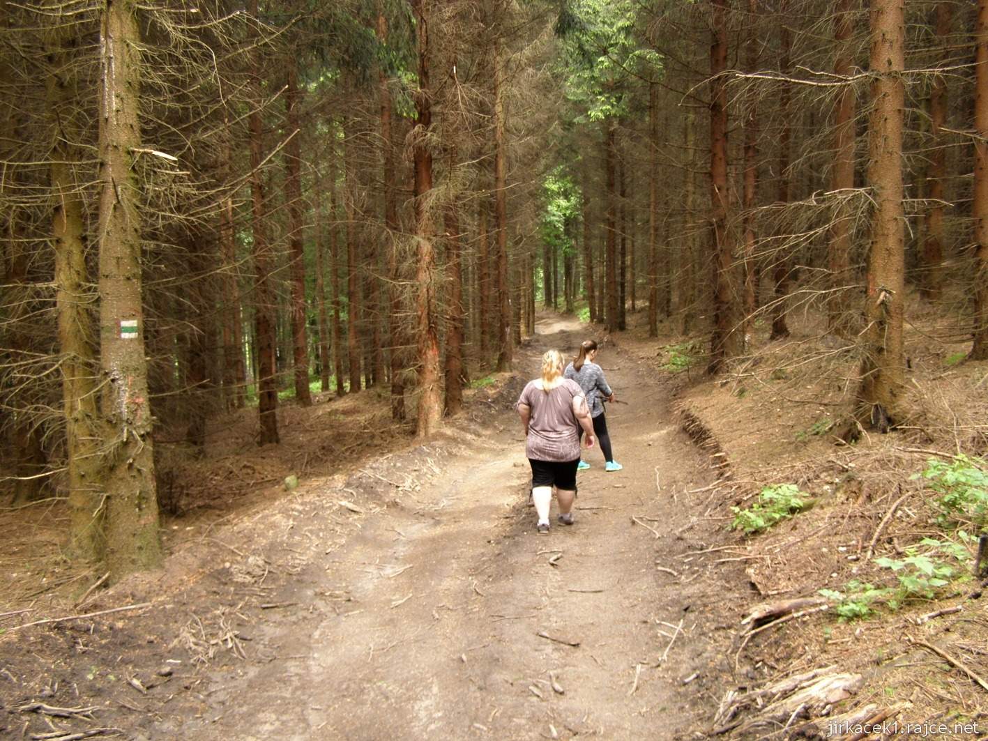 113 - cesta z rozhledny ke kapli - jehličnatý les začátku cesty na Roštín