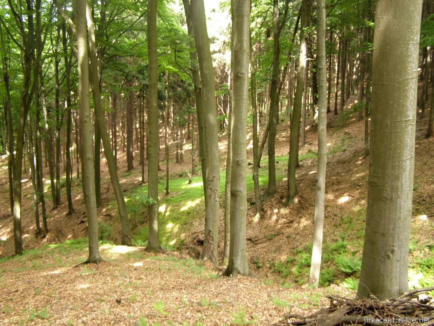 120 - cesta z rozhledny ke kapli - zelený ostrůvek mezi stromy