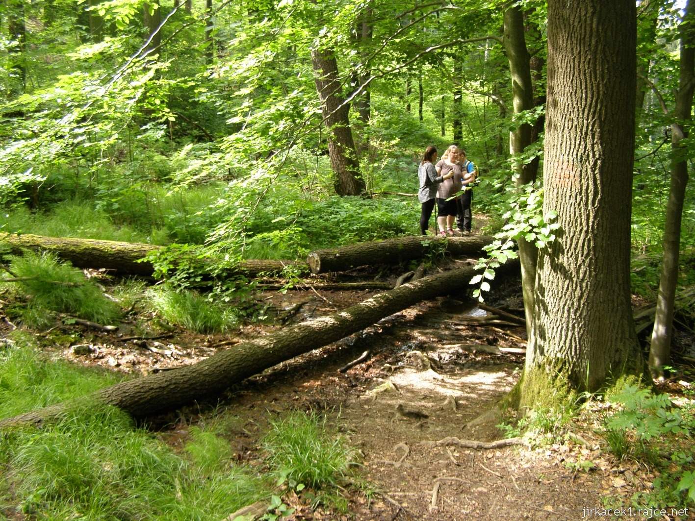 133 - cesta z rozhledny ke kapli - mokřady u roštínského potoka
