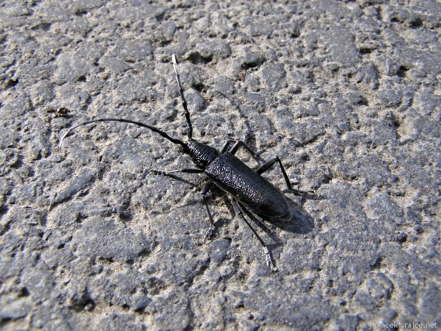 169 - cesta po žluté od kaple na Bunč - brouk Kovařík na asfaltce na louce U habru