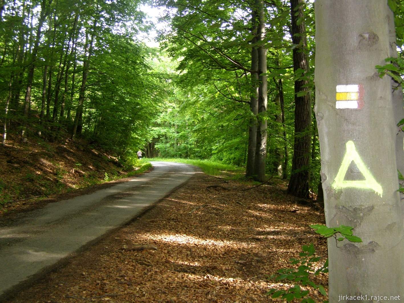 174 - cesta po žluté od kaple na Bunč - cesta lesem po žluté