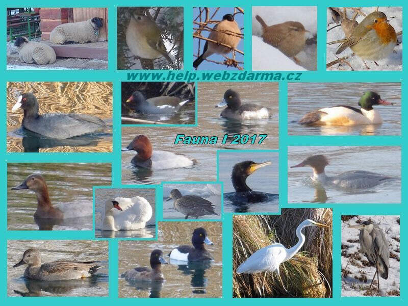 Fauna 1 2017