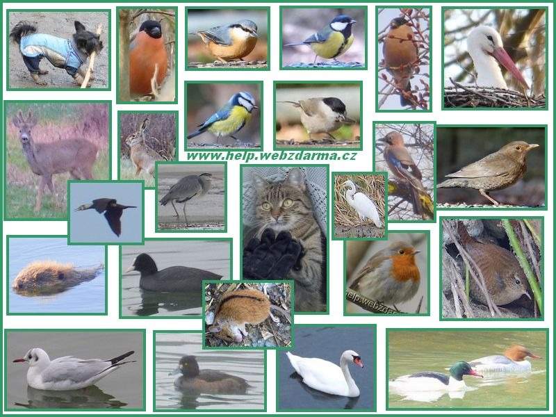 fauna2016