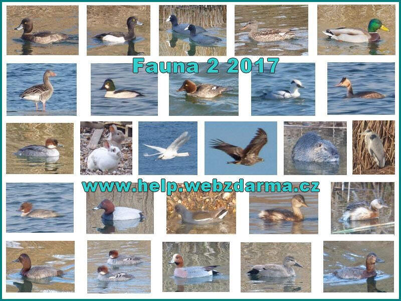 Fauna 2 2017