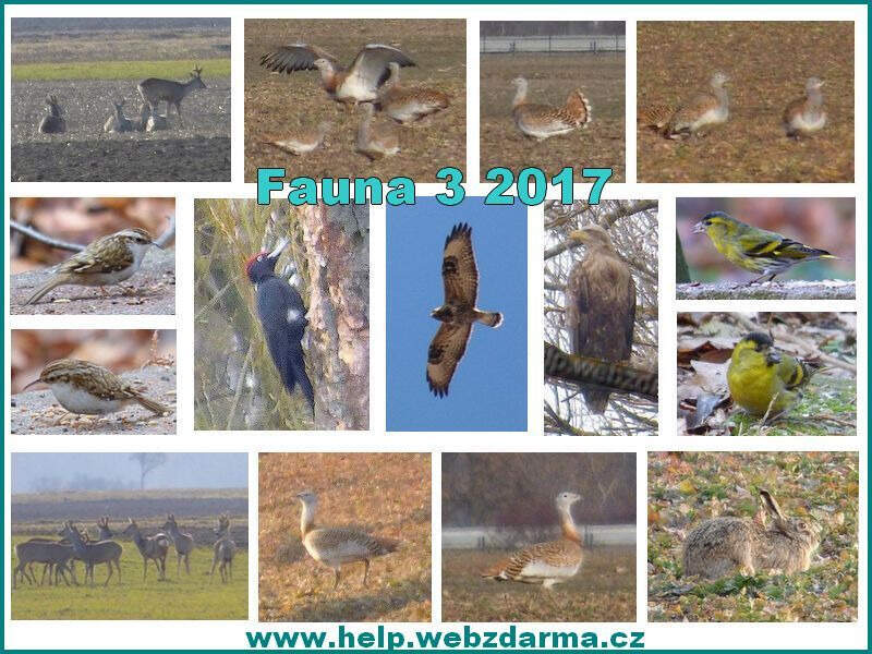 Fauna 3 2017