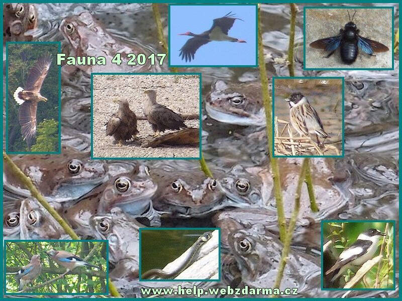 Fauna 4 2017