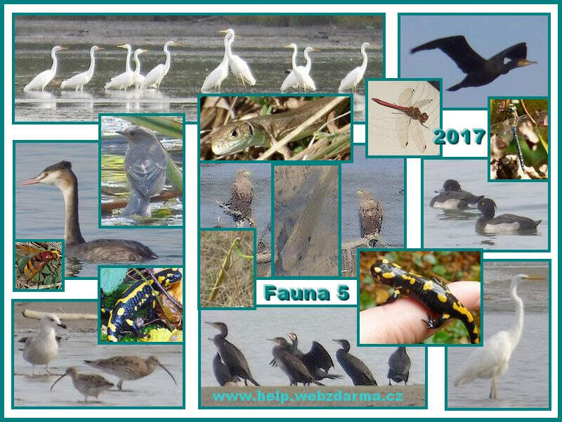 Fauna 5 2017
