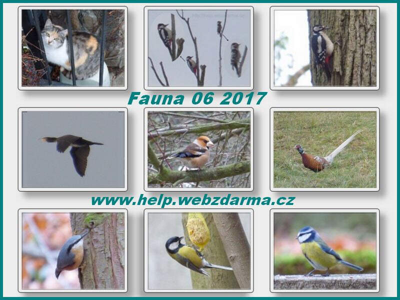 Fauna 6 2017