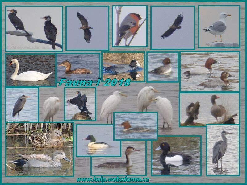 fauna I