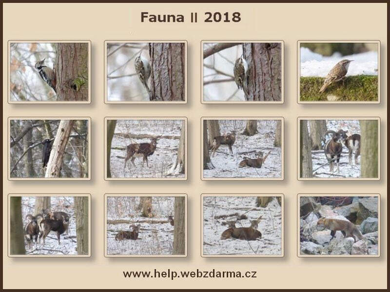 fauna II
