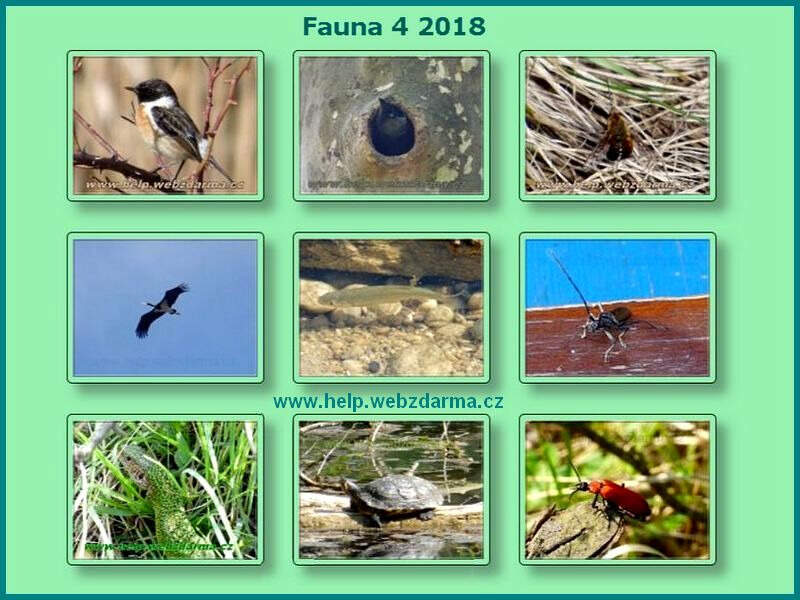 fauna 4