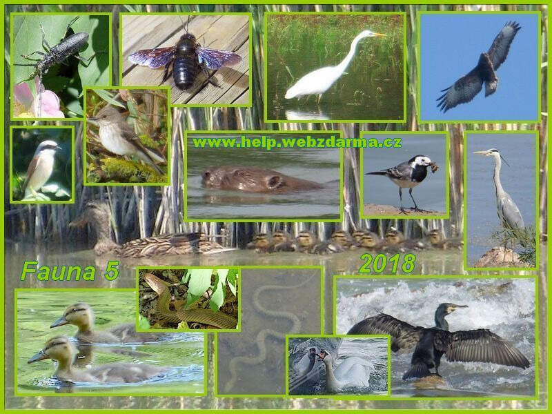 fauna 5