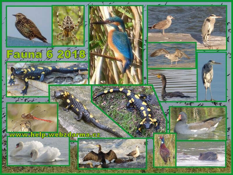 fauna 6