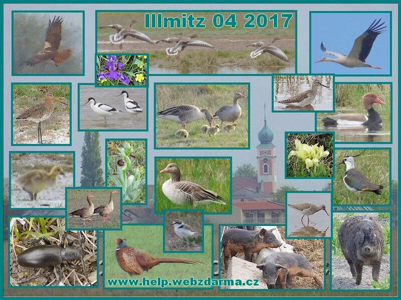 Illmitz 04