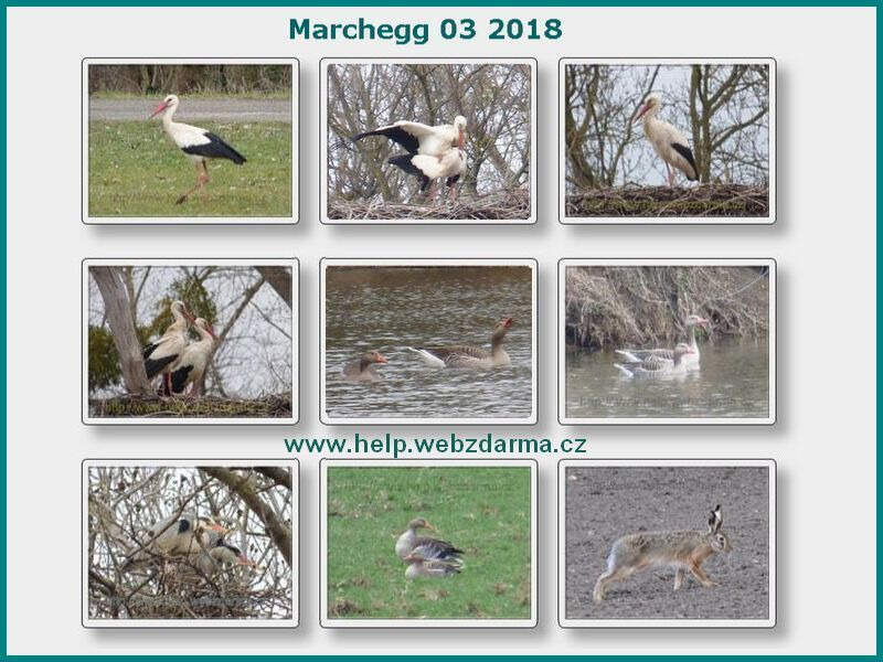 Marchegg